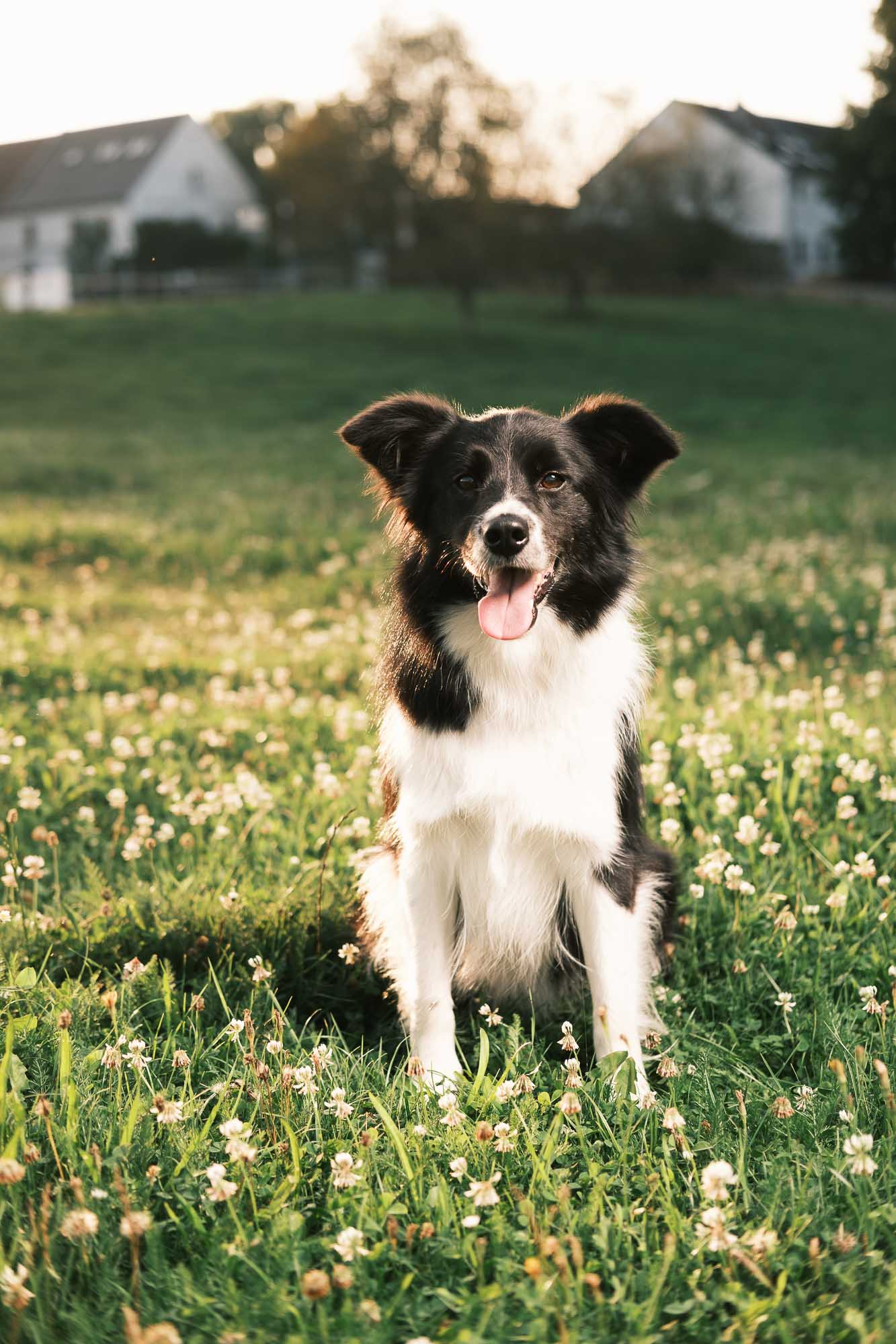 DOG farma 2024_predvyber web (436 of 488)